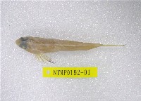 藏品(帆鰭連鰭(魚銜))的圖片